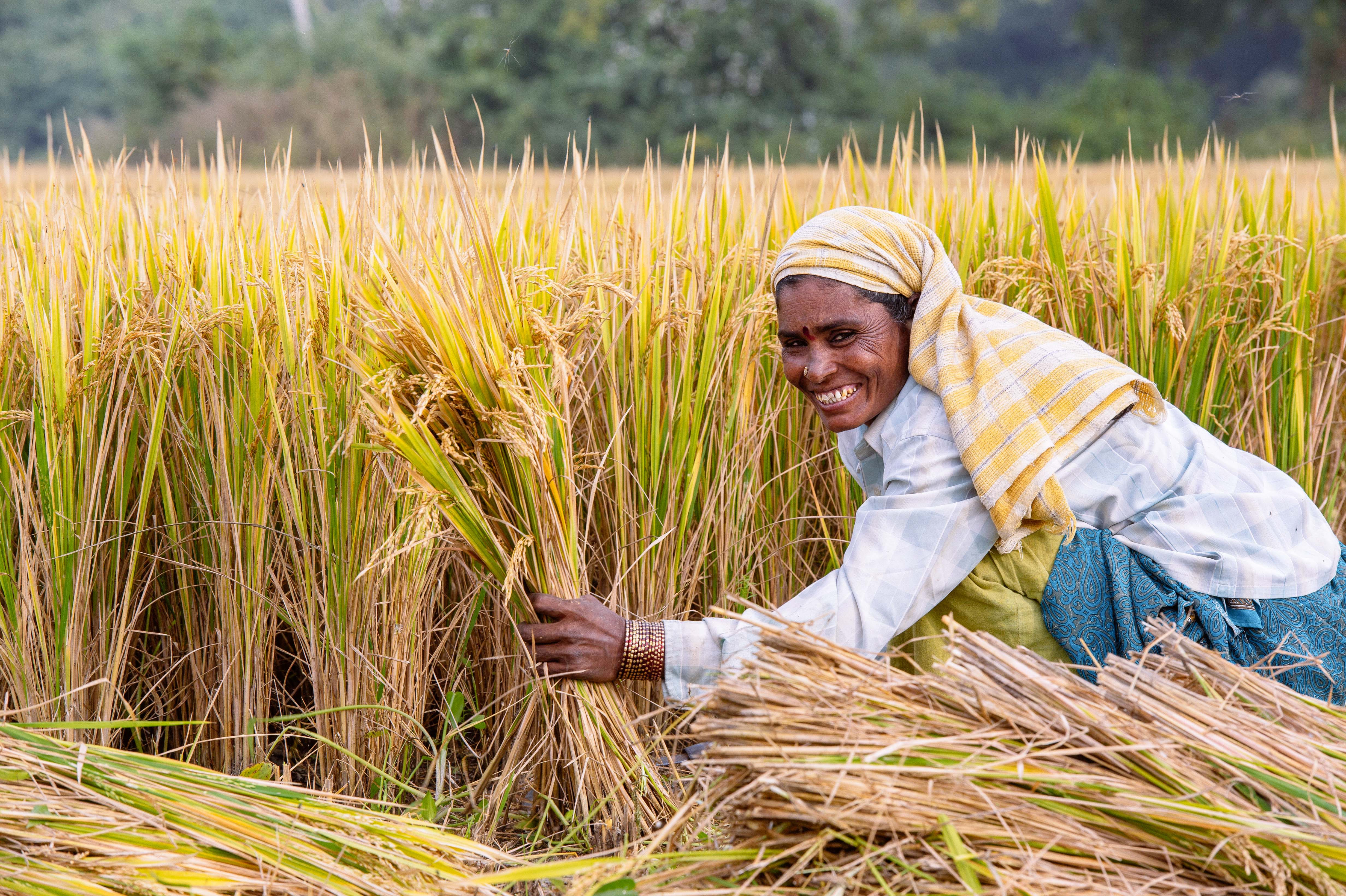 India First Rice Harvest At New Farmland A Success Education